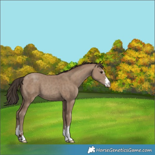 Horse Color:Classic Champagne 