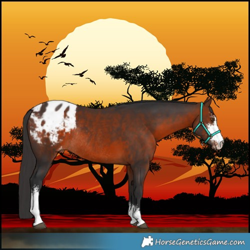 Horse Color:Brown Sabino Varnish Rabicano 