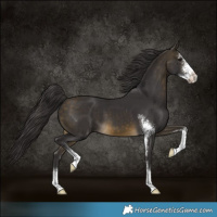 Horse Color:Buckskin Sabino 