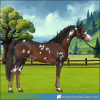 Horse Color:White Spotted Liver Chestnut Sabino 