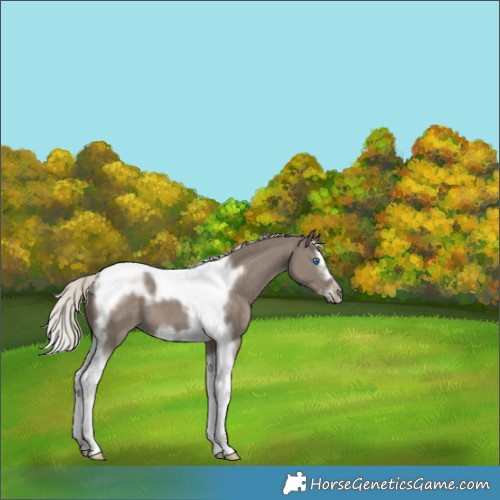 Horse Color:Silver Grullo Splash Tobiano Frame 