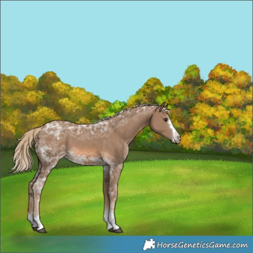 Horse Color:Chocolate Palomino Ice 