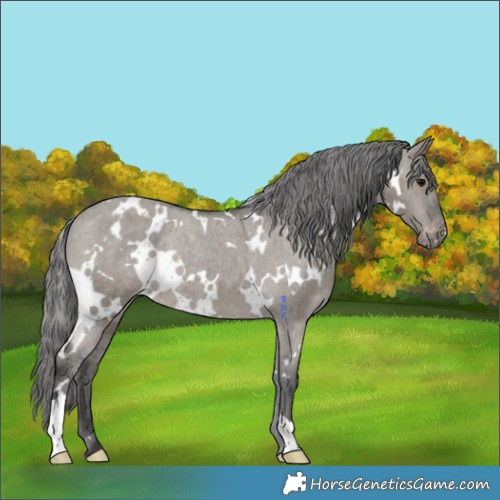 Horse Color:White Spotted Grullo Appaloosa Rabicano 