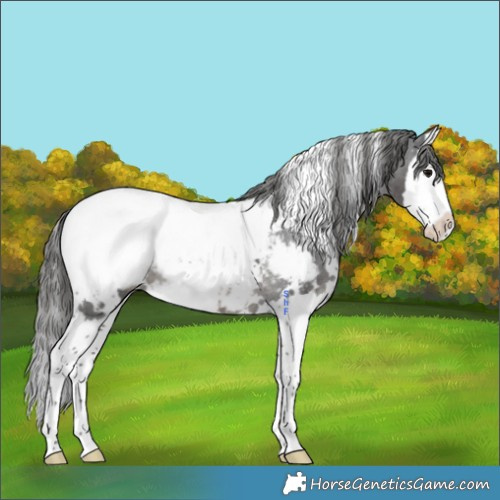 Horse Color:White Spotted Black Splash Appaloosa Rabicano 