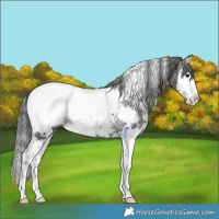 Horse Color:White Spotted Black Splash Snowcap Rabicano