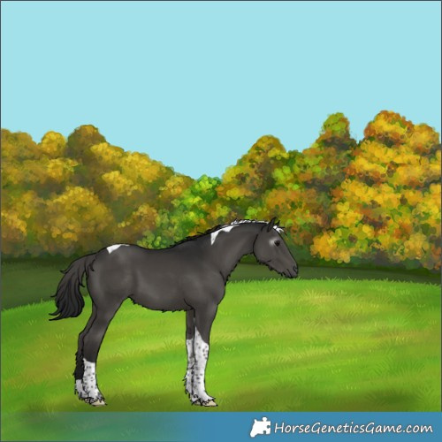 Horse Color:Gray Black Tobiano 