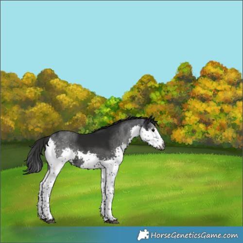 Horse Color:Gray Black Splash Tobiano 