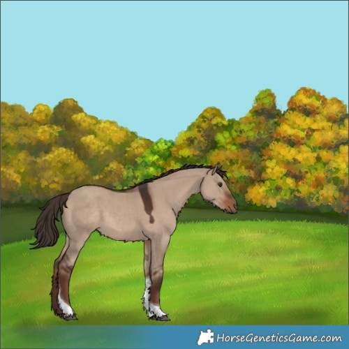 Horse Color:Liver Red Dun Tobiano Rabicano 