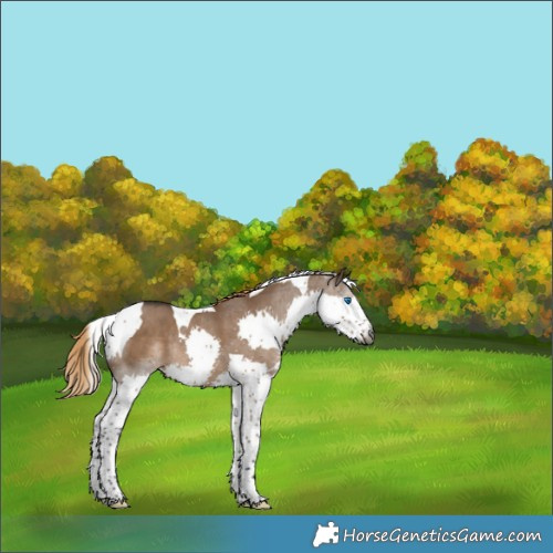 Horse Color:Gray Liver Red Dun Splash Tobiano Rabicano 