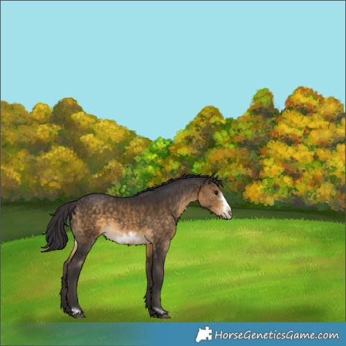 Horse Color:Buckskin Frame 