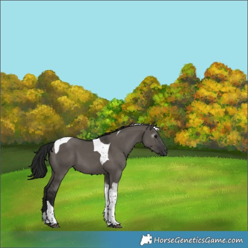 Horse Color:Gray Grullo Tobiano 