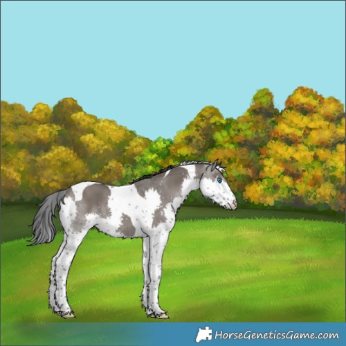 Horse Color:Grullo Splash Tobiano 