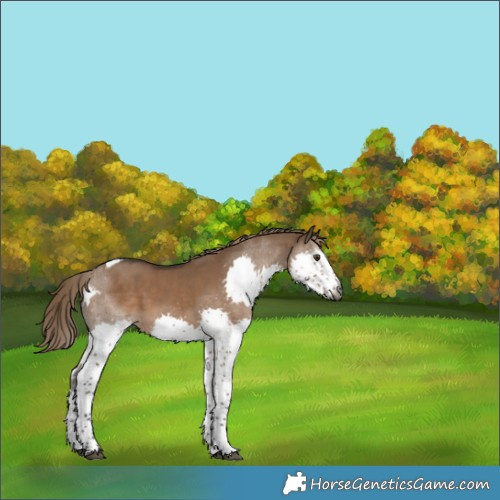 Horse Color:Gray Liver Red Dun Splash Tobiano 