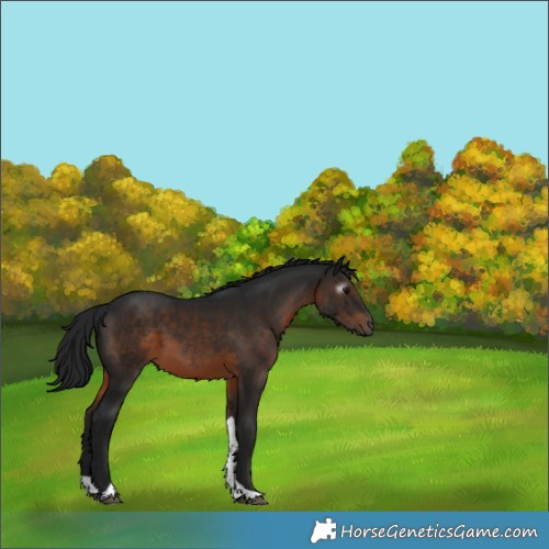 Horse Color:Gray Brown Tobiano 