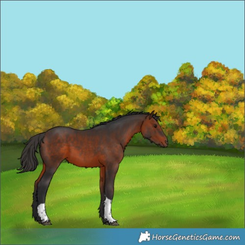 Horse Color:Bay Tobiano 