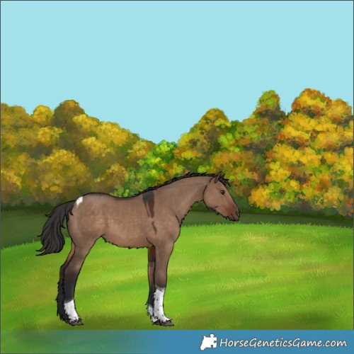 Horse Color:Liver Red Dun Tobiano 