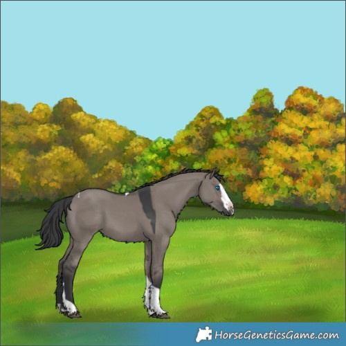 Horse Color:Grullo Splash Tobiano 