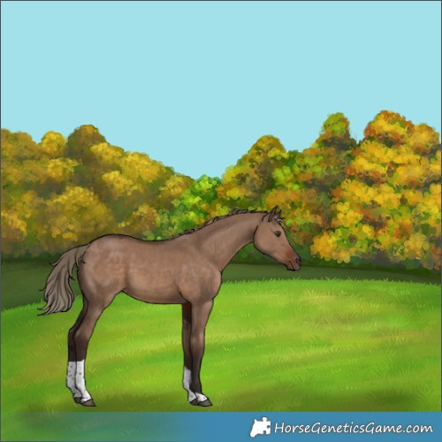 Horse Color:Liver Red Dun Tobiano 