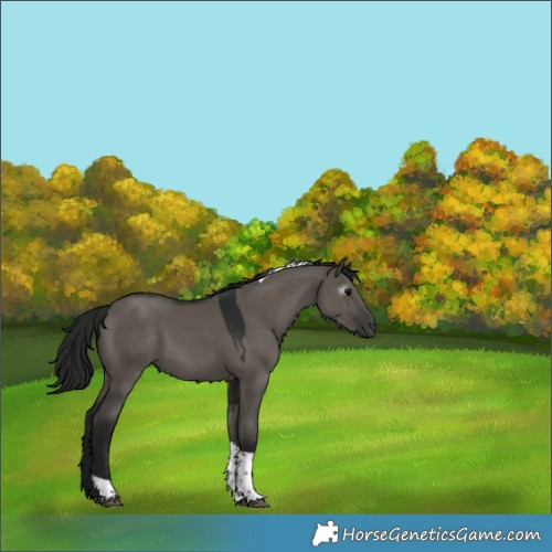 Horse Color:Gray Grullo Tobiano 