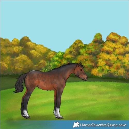 Horse Color:Brown Tobiano Rabicano 