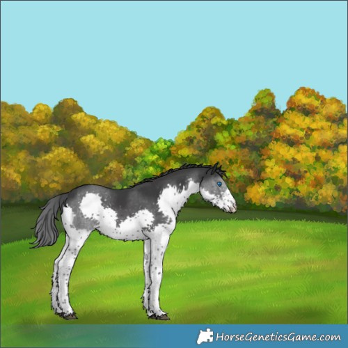 Horse Color:Black Splash Tobiano 