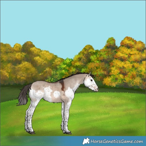 Horse Color:Bay Dun Splash Tobiano 