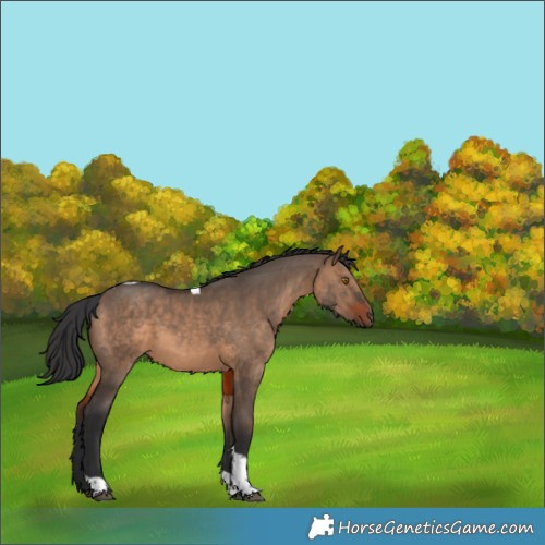 Horse Color:Brown Dun Tobiano 