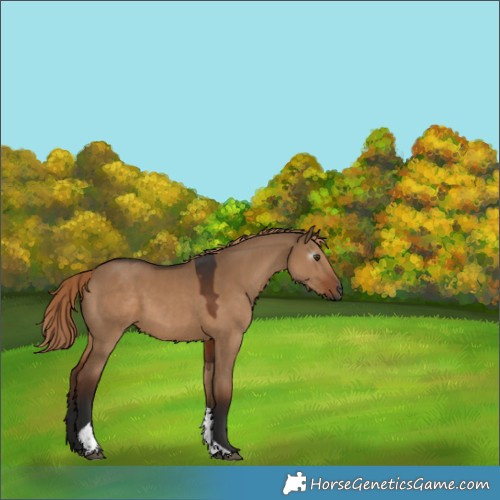 Horse Color:Gray Liver Red Dun Tobiano 