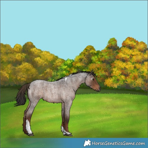 Horse Color:Gray Liver Red Roan Tobiano 