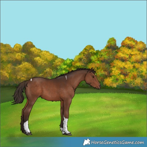 Horse Color:Liver Chestnut Tobiano 