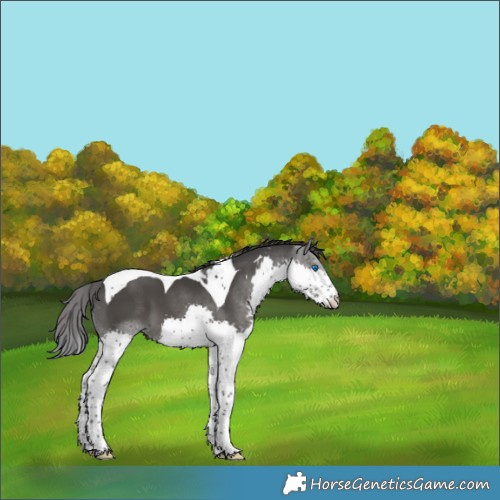 Horse Color:Black Splash Tobiano 