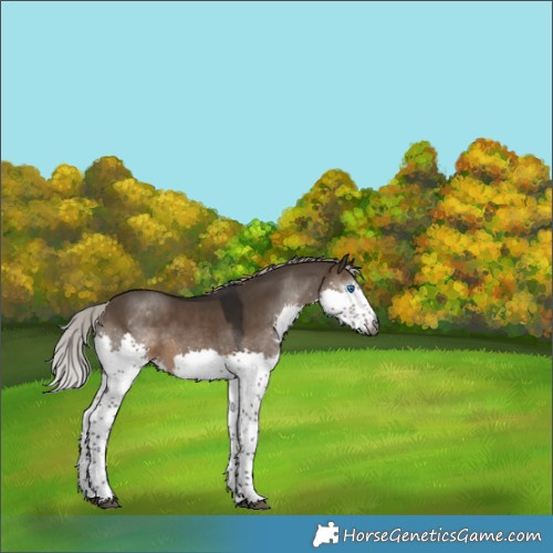 Horse Color:Gray Silver Brown Dun Splash Tobiano 