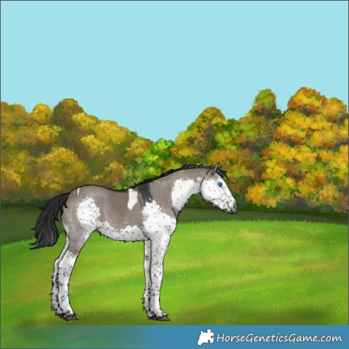Horse Color:Gray Grullo Splash Tobiano 