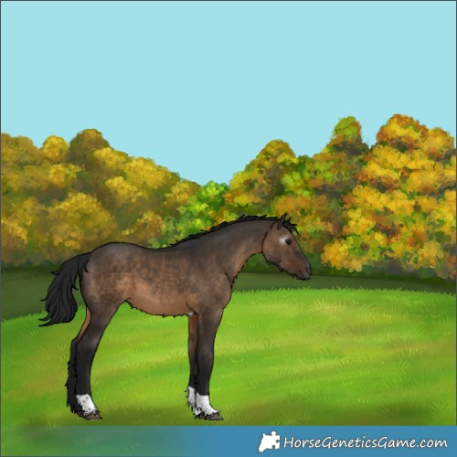 Horse Color:Gray Brown Dun Tobiano 