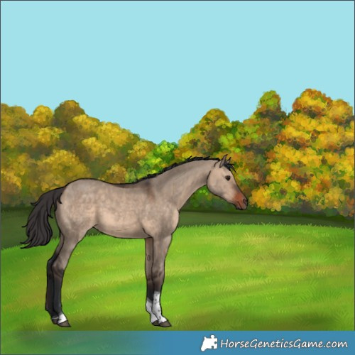 Horse Color:Brown Dun Tobiano 