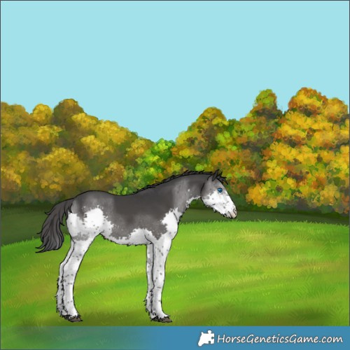 Horse Color:Black Splash Tobiano 