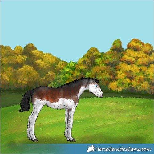 Horse Color:Gray Brown Splash Tobiano 
