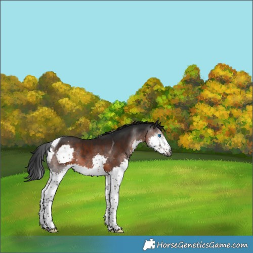 Horse Color:Gray Brown Splash Tobiano 