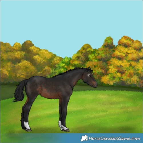 Horse Color:Gray Brown Tobiano 