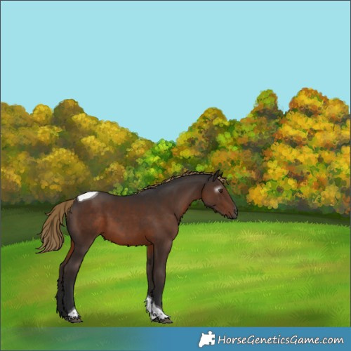 Horse Color:Gray Liver Chestnut Tobiano 