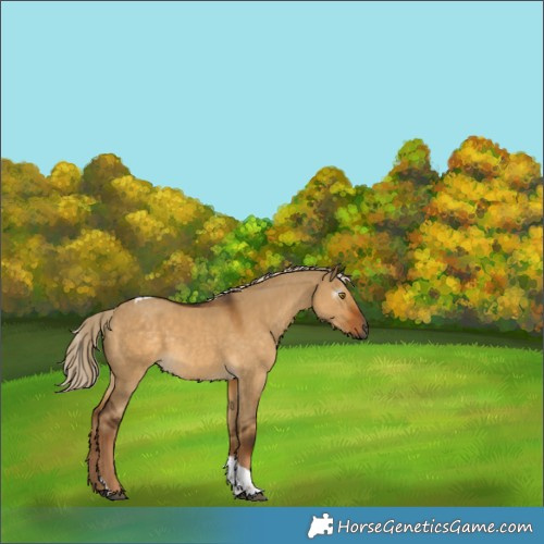 Horse Color:Gray Chocolate Palomino Dun Tobiano 