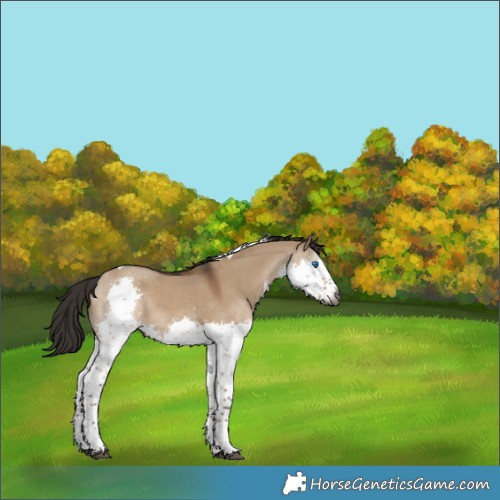 Horse Color:Gray Liver Red Dun Splash Tobiano 