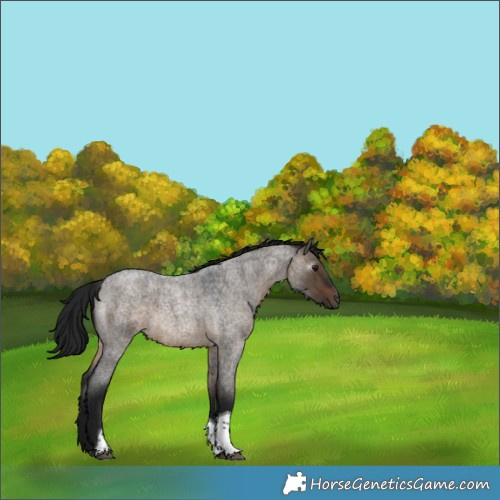 Horse Color:Gray Brown Roan Dun Tobiano 