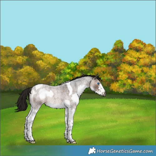 Horse Color:Gray Bay Roan Splash Tobiano Rabicano 