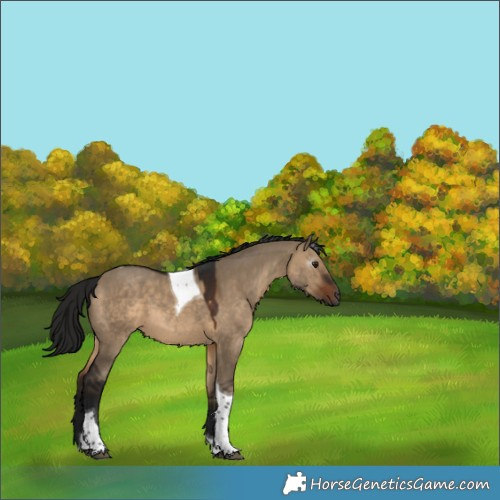 Horse Color:Gray Bay Dun Tobiano 