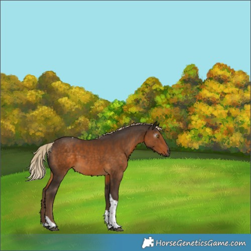 Horse Color:Gray Chocolate Palomino Tobiano 