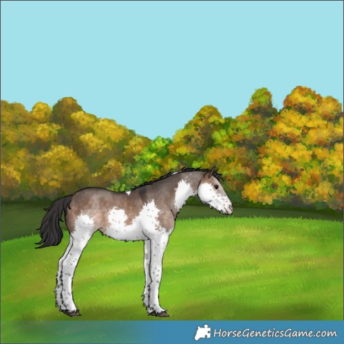Horse Color:Brown Dun Splash Tobiano 