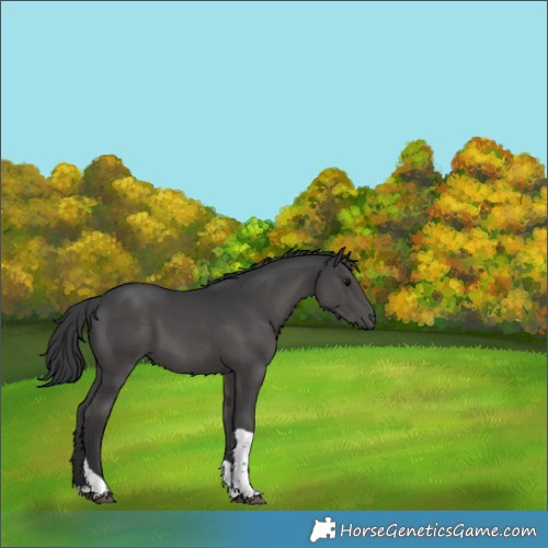 Horse Color:Black Tobiano 