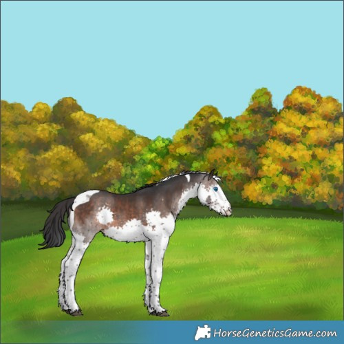 Horse Color:Brown Splash Tobiano 
