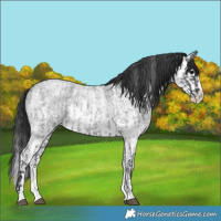 Horse Color:Blue Roan Sabino Splash  and Blue Roan Sabino Splash 